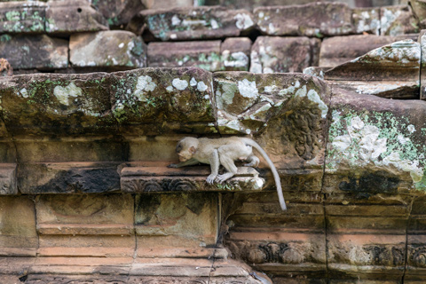 Temple monkey Siem Reap Cambodia