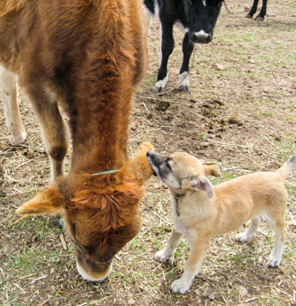 puppy playing with cow in Bolivia