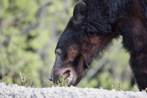 black bear eating dandelion haines alaska
