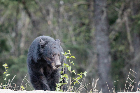 big black bear skagway alaska