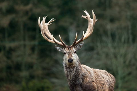 Large buck Highlands Scotland