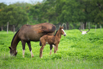 horse and foal costa rica