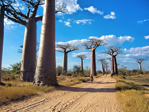 Baobab trees lining a dirt road Madagascar